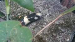 Apostolepis assimilis