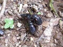 Scarabaeidae