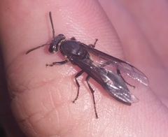 Polybia ignobilis