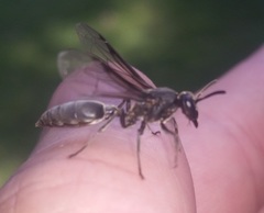Polybia ignobilis