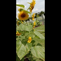 Helianthus annuus