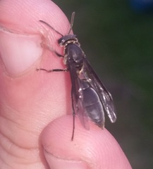Polybia ignobilis