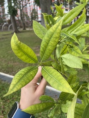 Fagraea fragrans