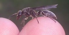 Polybia ignobilis