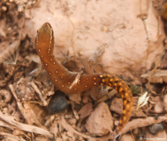 Saurodactylus brosseti