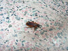 Dasyscolia ciliata