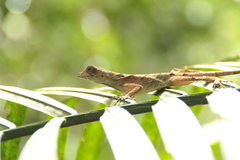 Anolis scypheus