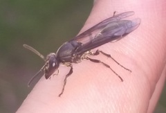 Polybia ignobilis
