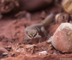 Saurodactylus brosseti