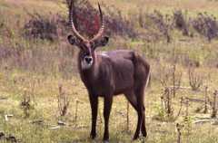 Kobus ellipsiprymnus