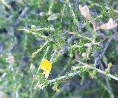 Aspalathus acuminata