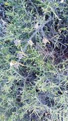 Aspalathus acuminata