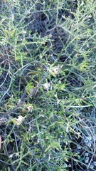 Aspalathus acuminata