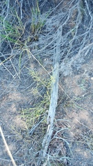 Aspalathus acuminata