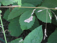 Idaea emarginata