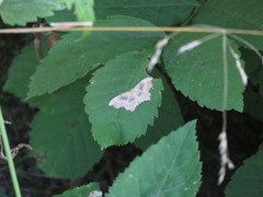 Idaea emarginata