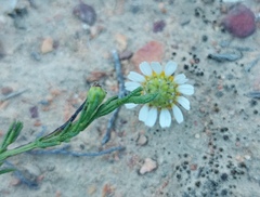 Cymbopappus adenosolen