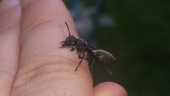 Polybia ignobilis