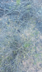 Cymbopappus adenosolen