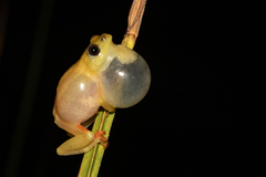 Hyperolius kachalolae