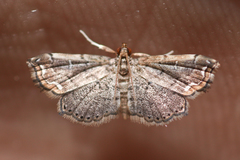 Neomusotima conspurcatalis