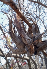 Tillandsia circinnatioides