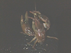 Lacunicambarus polychromatus