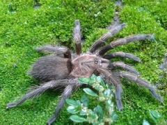 Dolichothele exilis