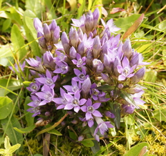Gentianella germanica