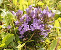 Gentianella germanica