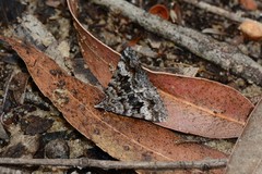 Dichromodes longidens