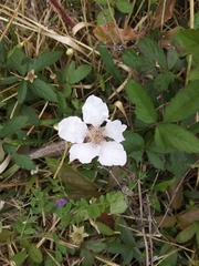 Rubus trivialis