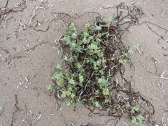 Atriplex laciniata