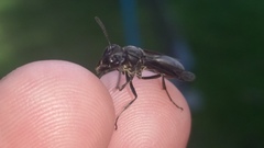 Polybia ignobilis