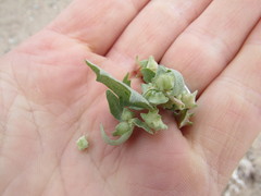 Atriplex laciniata
