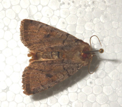 Protolampra sobrina