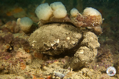 Polycitor adriaticus