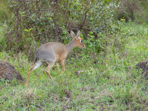 Madoqua cavendishi