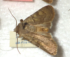 Euxoa decora