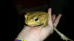 Rhinella icterica