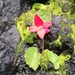 Begonia froebelii - Photo 由 Cecibel Cambisaca 所上傳的 (c) Cecibel Cambisaca，保留部份權利CC BY-NC