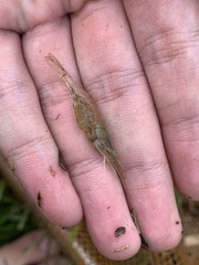 Macrobrachium lanchesteri