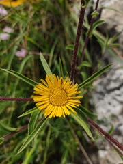 Pallenis spinosa