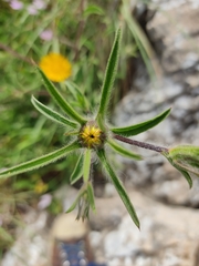 Pallenis spinosa