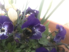 Bombus pratorum