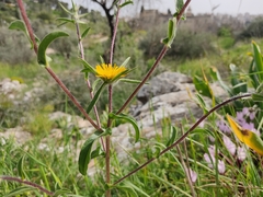 Pallenis spinosa