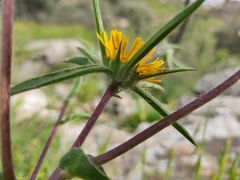 Pallenis spinosa