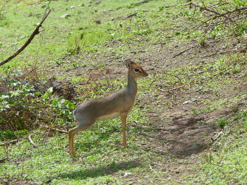 Cavendish's Dik-dik