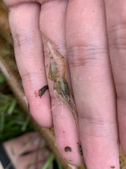 Macrobrachium lanchesteri