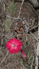 Ipomoea conzattii